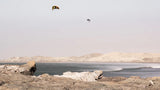 Slingshot Code NXT V2 Kiteboarding Kite